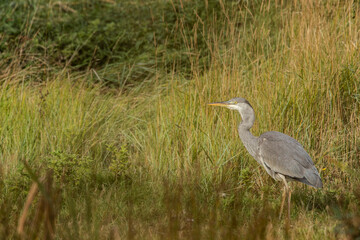 Grey heron (Ardea cinerea), big grey wading bird in his natural habitat, bird standing in water, 
