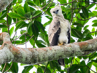  Harpy Eagle chick standing on tree branch against green leaves - obrazy, fototapety, plakaty
