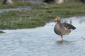 wild grey lag goose anser anser standing on one leg resting in a Norfolk saltmarsh
