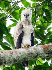  Harpy Eagle chick standing on tree branch against green leaves