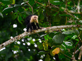 Capuchin Monkey sitting on tree branch against green leaves