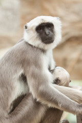 Bengalische Hanuman-Langur (Semnopithecus entellus) mit Baby