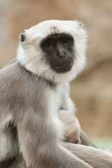 Bengalische Hanuman-Langur (Semnopithecus entellus)