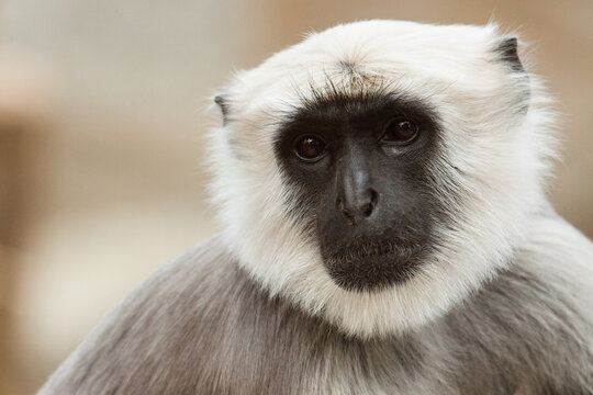 Bengalische Hanuman-Langur (Semnopithecus entellus)