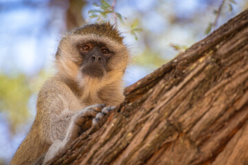 Fototapeta premium Südliche Grünmeerkatze (Chlorocebus pygerythrus) in Botswana 