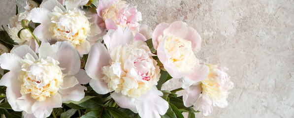 creamy pink peonies on a light background, space for text