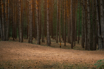 Mysterious coniferous forrest in summer. Path through the trees