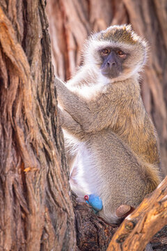 S&uuml;dliche Gr&uuml;nmeerkatze (Chlorocebus pygerythrus) in Botswana
