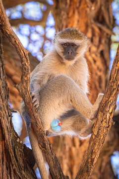 S&uuml;dliche Gr&uuml;nmeerkatze (Chlorocebus pygerythrus) in Botswana
