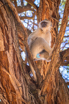 S&uuml;dliche Gr&uuml;nmeerkatze (Chlorocebus pygerythrus) in Botswana
