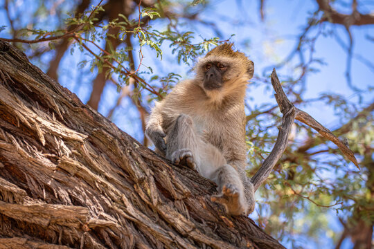 S&uuml;dliche Gr&uuml;nmeerkatze (Chlorocebus pygerythrus) in Botswana
