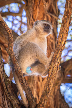 S&uuml;dliche Gr&uuml;nmeerkatze (Chlorocebus pygerythrus) in Botswana
