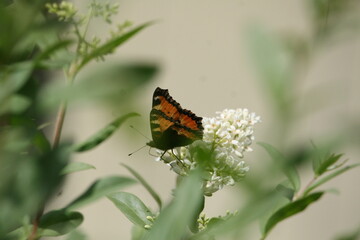 Orange butterfly sitting on white flower