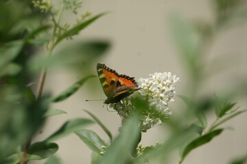 Fototapeta na wymiar Orange butterfly sitting on white flower