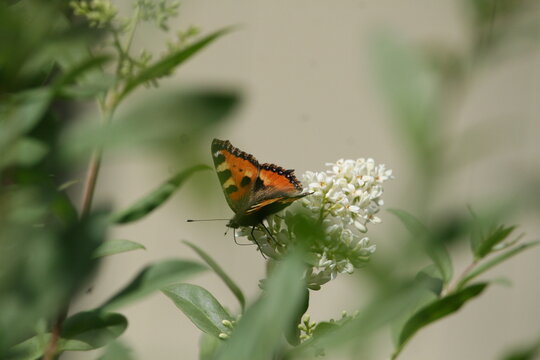 Orange butterfly sitting on white flower