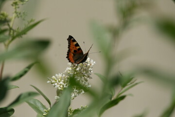 Orange butterfly sitting on white flower
