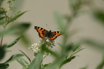 Orange butterfly sitting on white flower