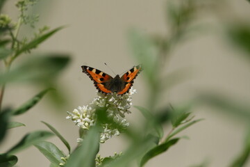Orange butterfly sitting on white flower