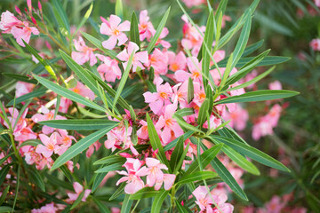 Beautiful pink oleander flowers on blur green leaves background