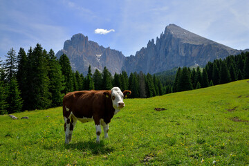Eine Milchkuh steht auf einer grünen Alm  Wiese vor den markanten Südtiroler Dolomitengipfel von...