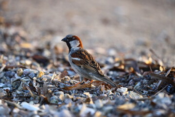 little sparrow walking on beach at sea