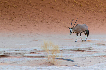 Oryxantilope im Sossusvlei Park in Namibia, zwischen roten Dünen läuft ein Oryx auch Spießbock...