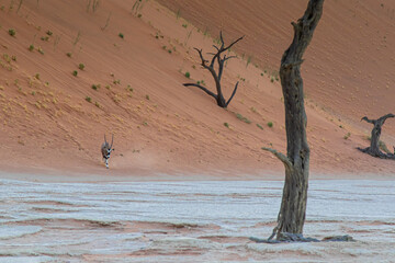 Oryxantilope im Sossusvlei Park in Namibia, zwischen roten Dünen läuft ein Oryx auch Spießbock...