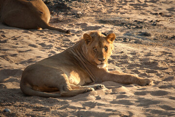 Lions in the wild Africa