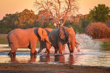 Afrikanische Elefanten (Loxodonta africana) im Okavanga Delta in Botswana zur Abenddämmerung