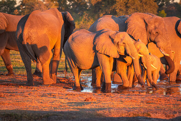 Afrikanische Elefanten (Loxodonta africana) im Okavanga Delta in Botswana zur Abenddämmerung