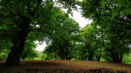 beautiful texture effects of green trees seen from below, in an Italian forest in spring 2022