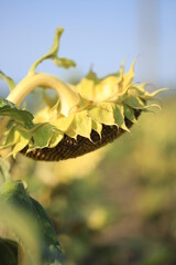 Ukrainian sunflower against a peaceful sky