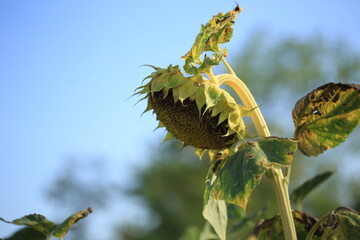 Ukrainian sunflower against a peaceful sky