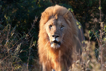 Lions in the wild Africa