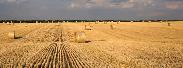 Field with hay after wheat harvest, august ukraine