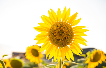 Ukrainian sunflower against a peaceful sky