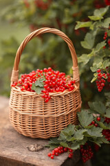 Fototapeta na wymiar Photo a basket with red currants in the summer garden.