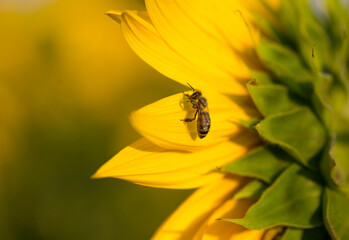 Ukrainian sunflower against a peaceful sky