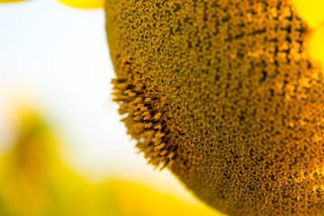 Ukrainian sunflower against a peaceful sky