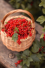 Photo a basket with red currants in the summer garden.