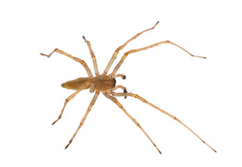 Northern yellow sac spider isolated on white background, Cheiracanthium mildei male