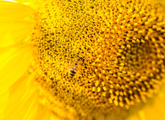 Ukrainian sunflower against a peaceful sky