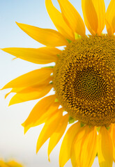 Ukrainian sunflower against a peaceful sky