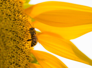 Ukrainian sunflower against a peaceful sky