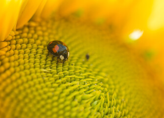 Ukrainian sunflower against a peaceful sky