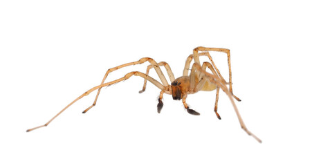 Northern yellow sac spider isolated on white background, Cheiracanthium mildei male
