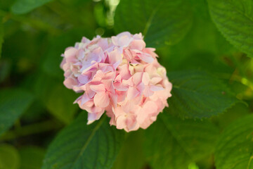 Close up light pink hortensia fresh flowers blur background.