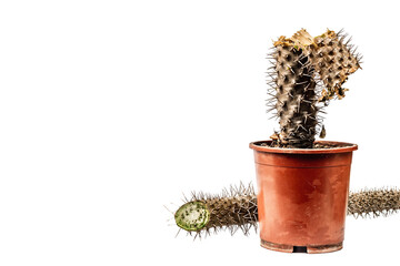 Rotten Pachypodium cactus in a pot isolated on a white background