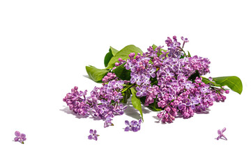 Lilac flowers bouquet isolated on a white background. Springtime concept, floral element