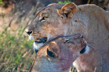 Fototapeta na wymiar Lions in the wild Africa